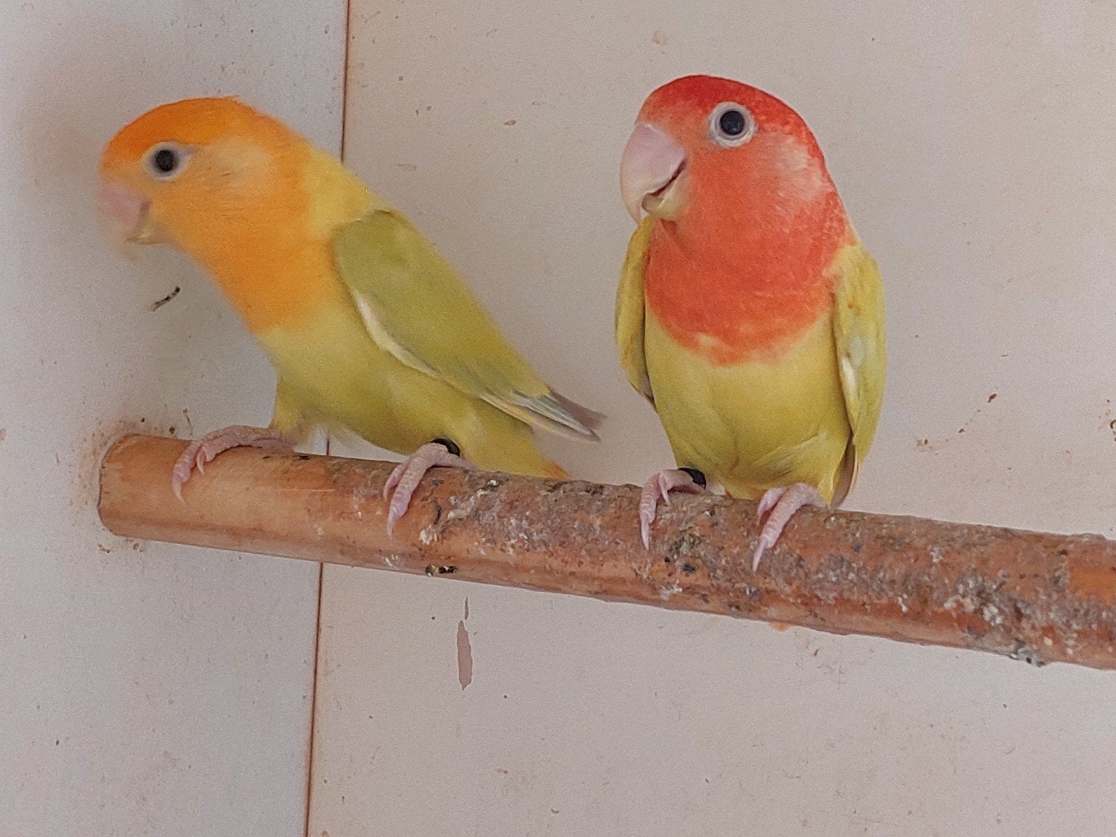bewezen koppel agapornis roseicollis, Dieren en Toebehoren, Vogels | Parkieten en Papegaaien, Meerdere dieren, Dwergpapegaai of Agapornis