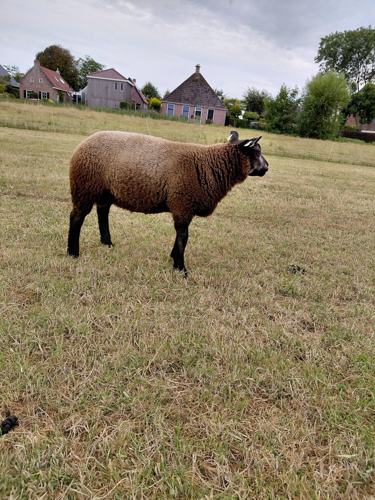 Blauwe Texelaar dekrammen, Mannelijk, Schaap