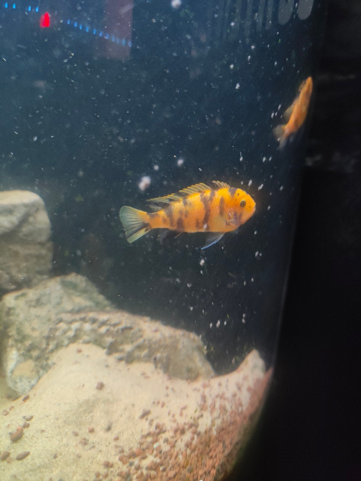 3x Malawi 5euro per stuk, Dieren en Toebehoren, Vissen | Aquariumvissen, Vis, Zoetwatervis, Schoolvis