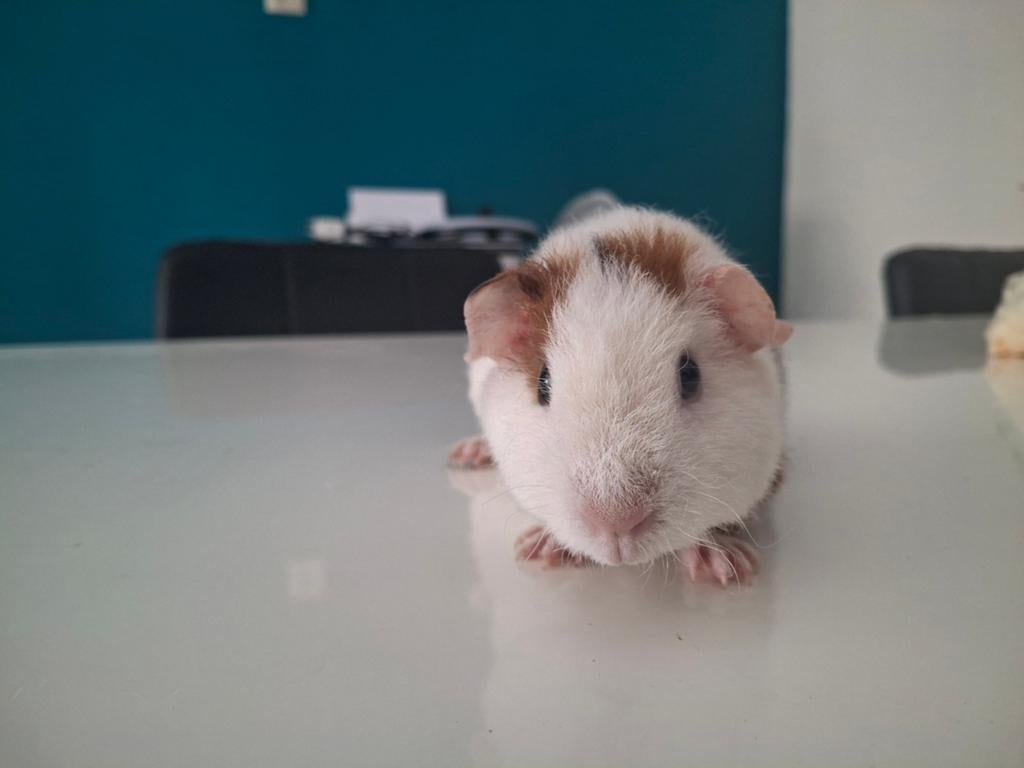 Lieve US Teddy beertje, Cavia, April, Mannelijk, Tam