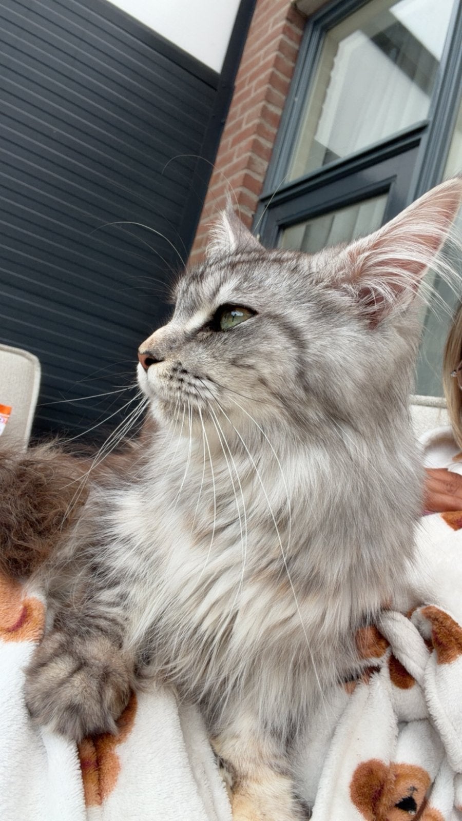 maine coon poes 1 jaar oud, Poes, Met stamboom, 0 tot 2 jaar