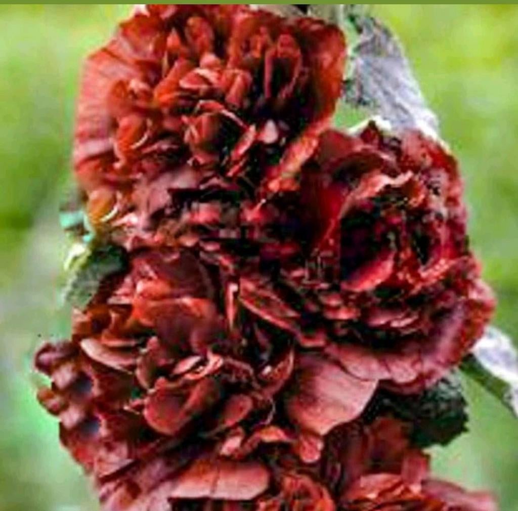 Stokroos Chestnut Brown stekjes, Tuin en Terras, Ophalen, Volle zon