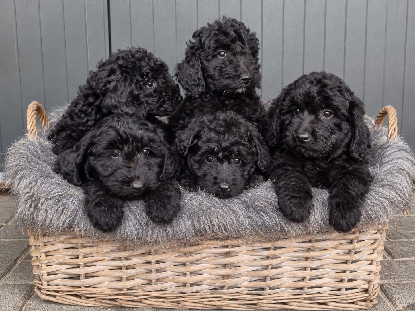 8 labradoodle pups te koop, Dieren en Toebehoren, 8 tot 15 weken, Meerdere, Meerdere dieren, Nederland