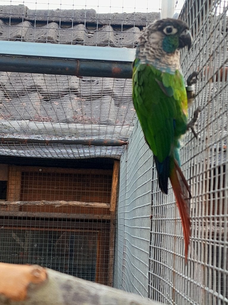 Koppel pyrrhura lepida, Dieren en Toebehoren, Meerdere dieren, Parkiet, Geringd
