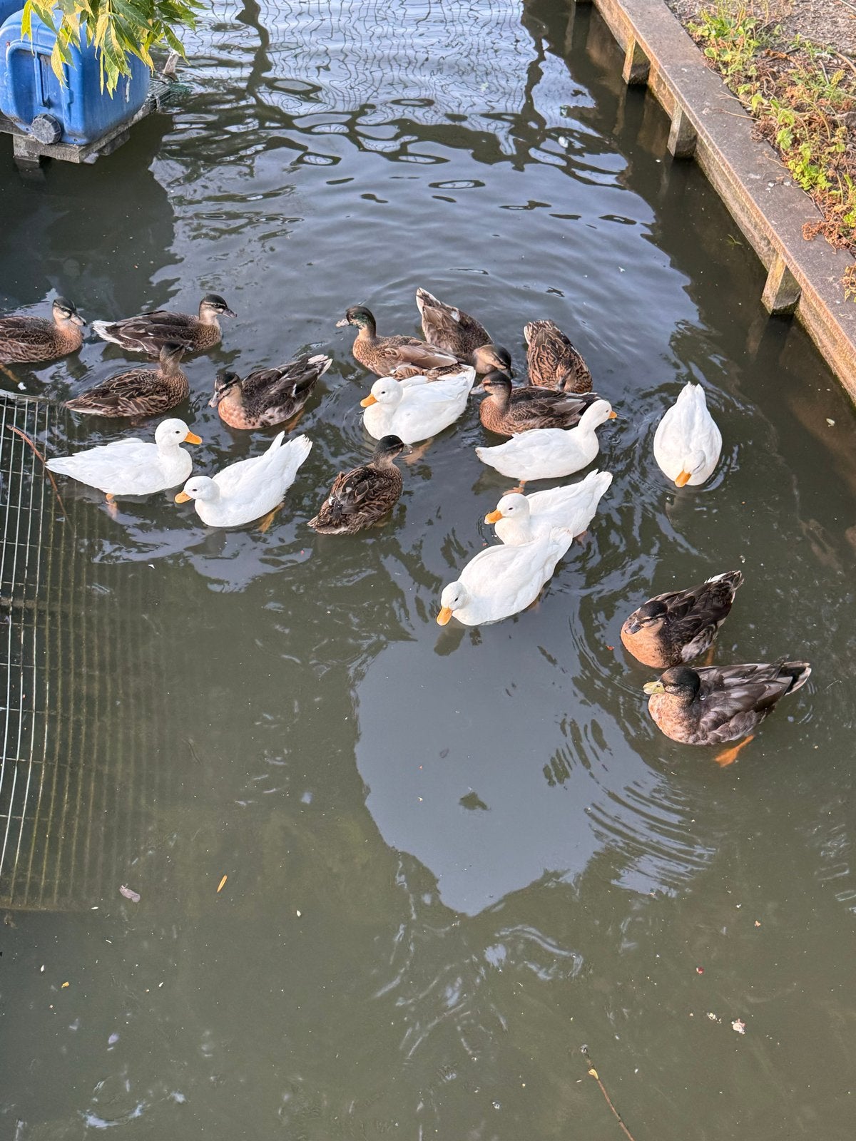 Kwakers met korte snavels, Dieren en Toebehoren, Vrouwelijk, Kip