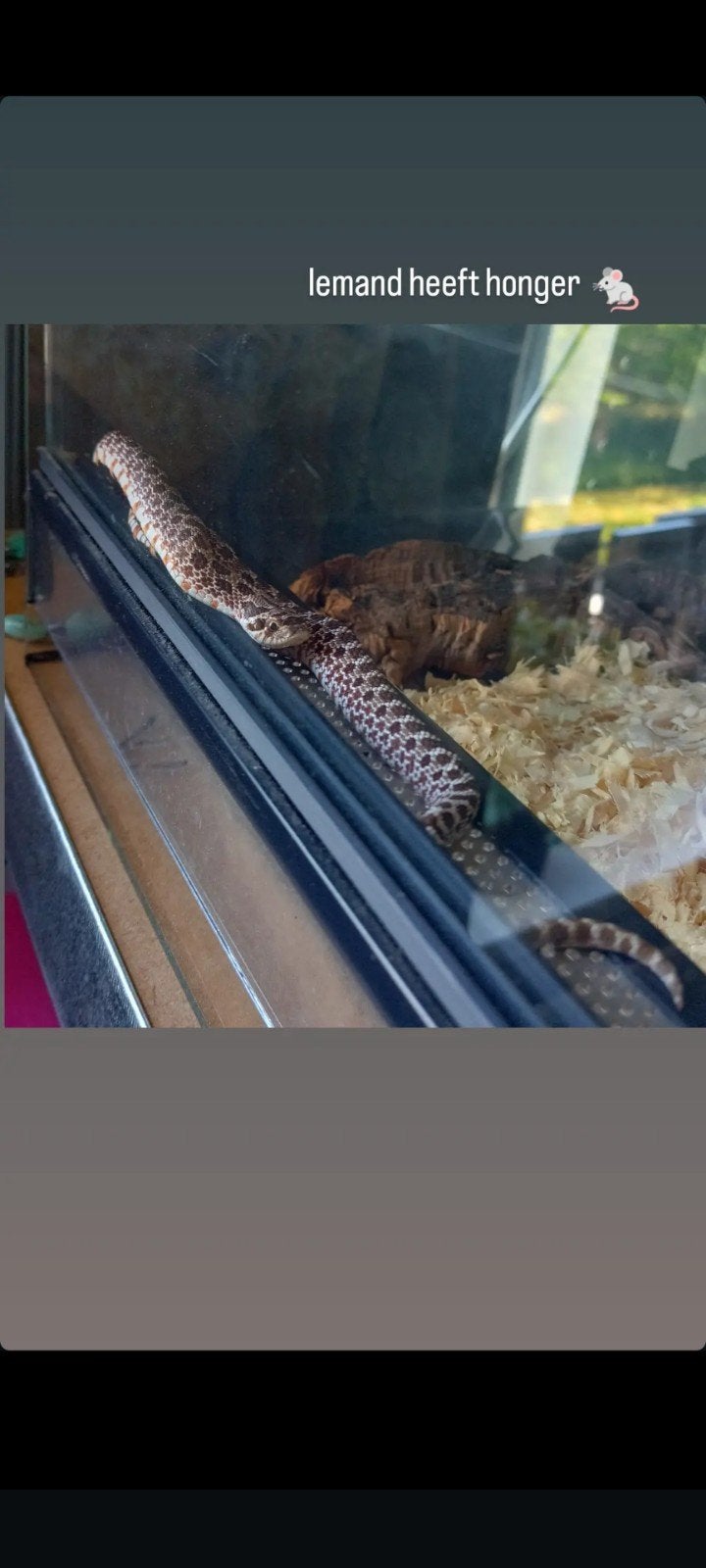 Haakneus 1.0 te koop met toebehoren, Slang, Met terrarium, 3 tot 6 jaar