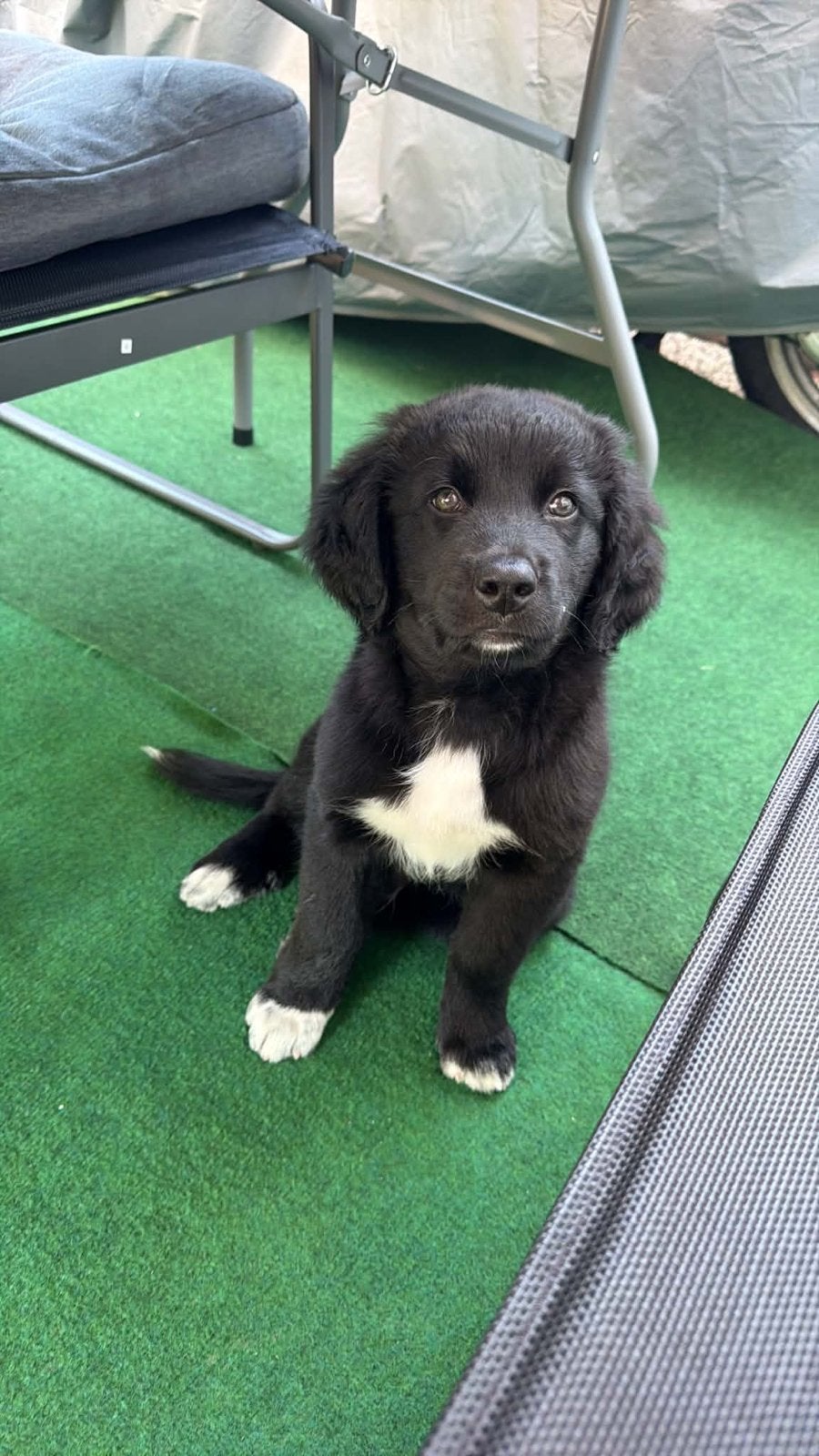 Puppy, Dieren en Toebehoren, Honden | Niet-rashonden, Reu, Eén hond, Nederland, Fokker | Hobbymatig