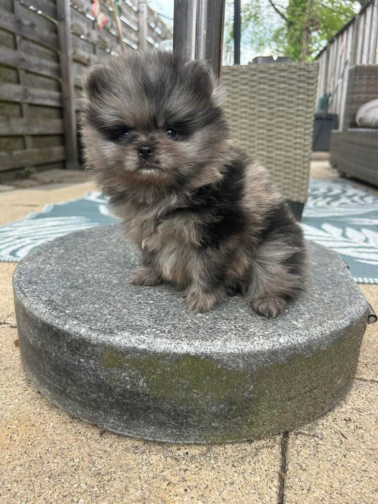 Twee prachtige pomeranian/pomeriaan pups, Keeshond, HCC (leverziekte), 8 tot 15 weken, Meerdere