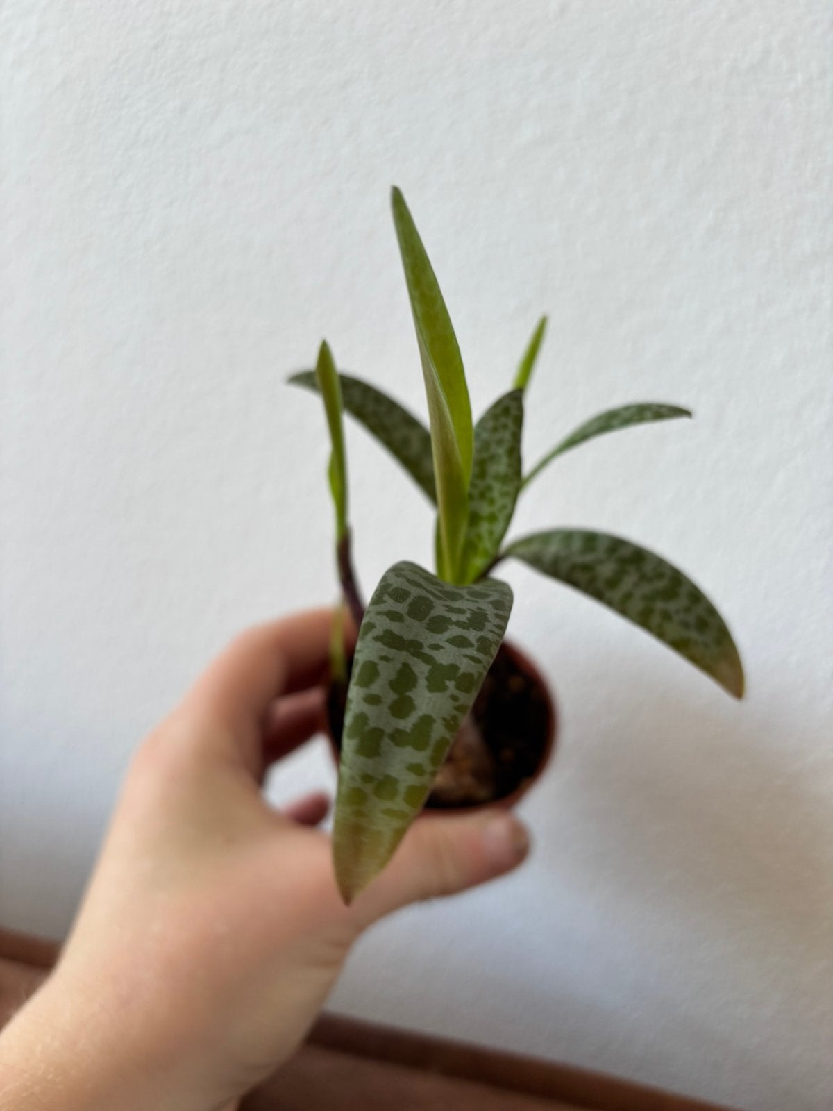 Ledebouria Socialis plantje #2, Huis en Inrichting, Ophalen, Overige soorten, Halfschaduw, Minder dan 100 cm