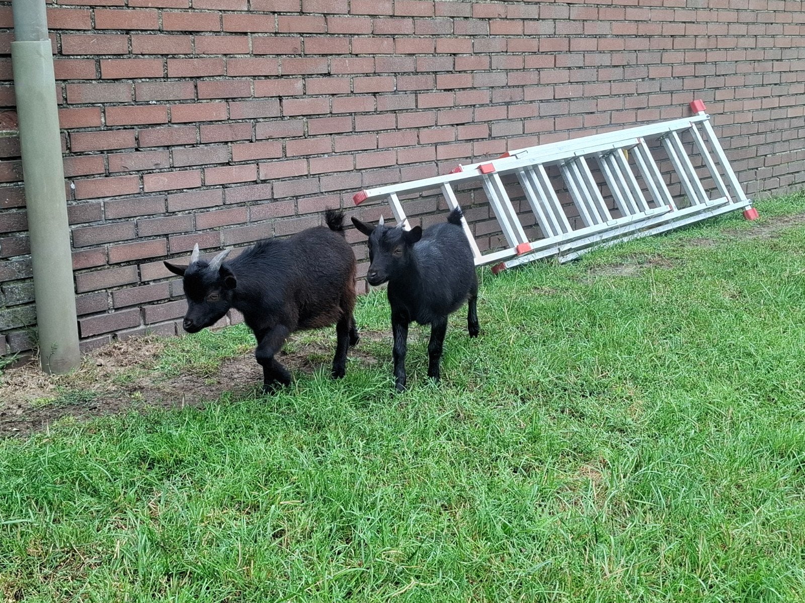 geitje en een bokje, Meerdere dieren, Geit