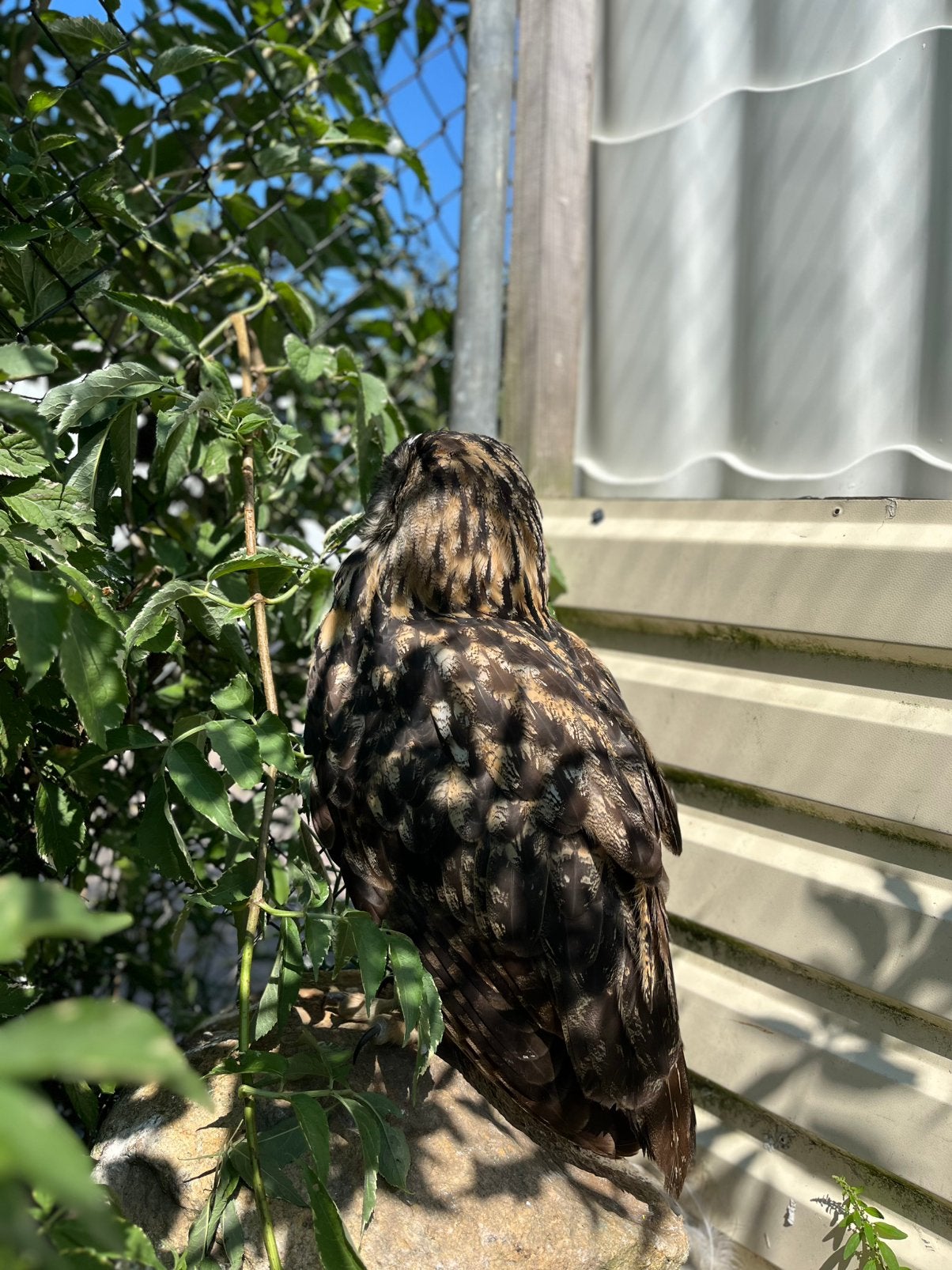Koppel Europese Oehoe’s, Meerdere dieren, Wildzangvogel