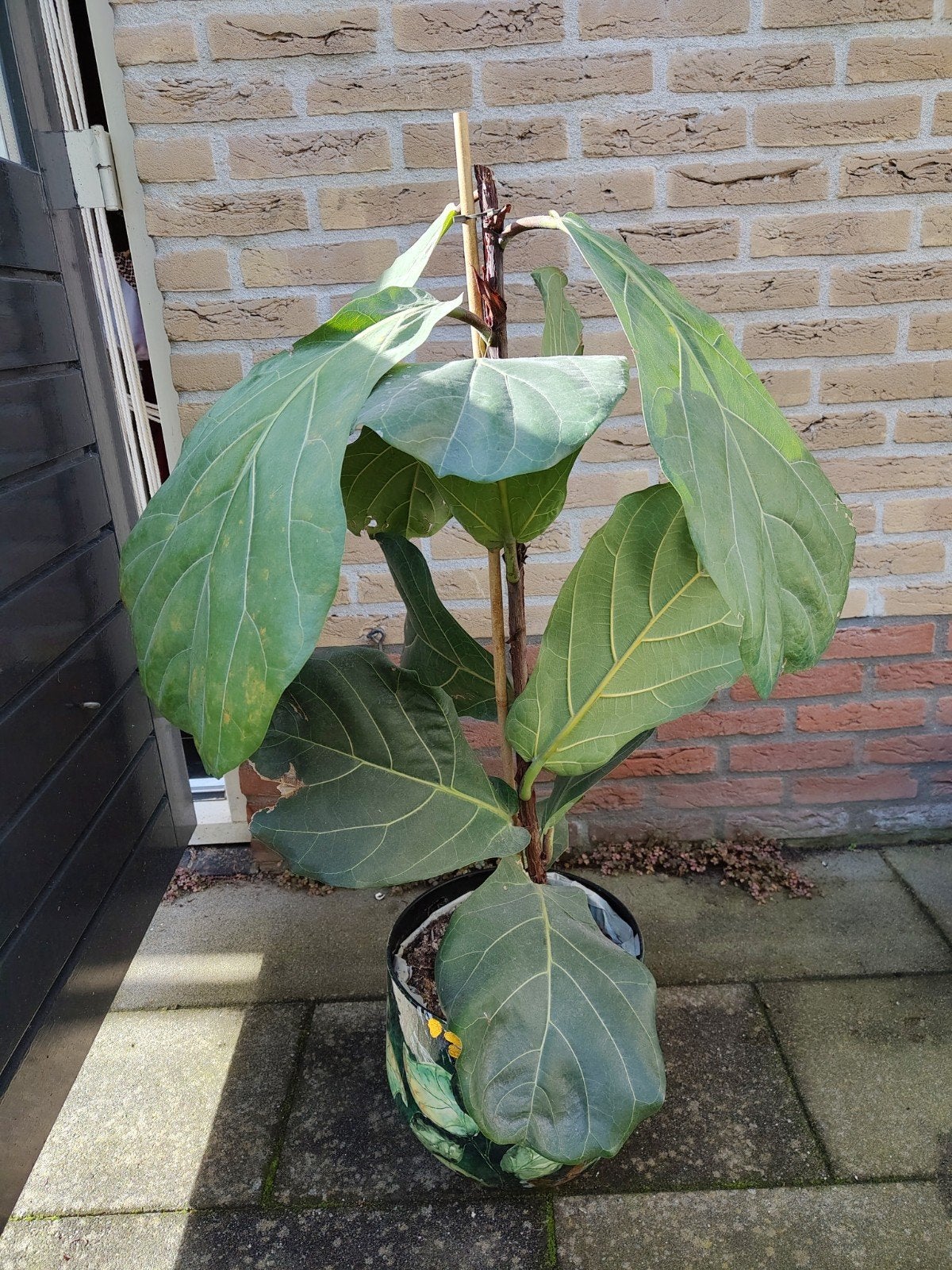 tabaksplant, Huis en Inrichting, Ophalen, Overige soorten, Halfschaduw, 100 tot 150 cm