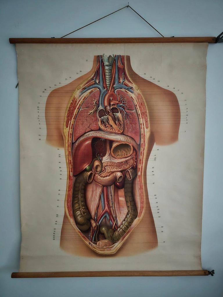 Antieke Anatomische Schoolplaat - Menselijk Lichaam, Ophalen of Verzenden, Natuur en Biologie