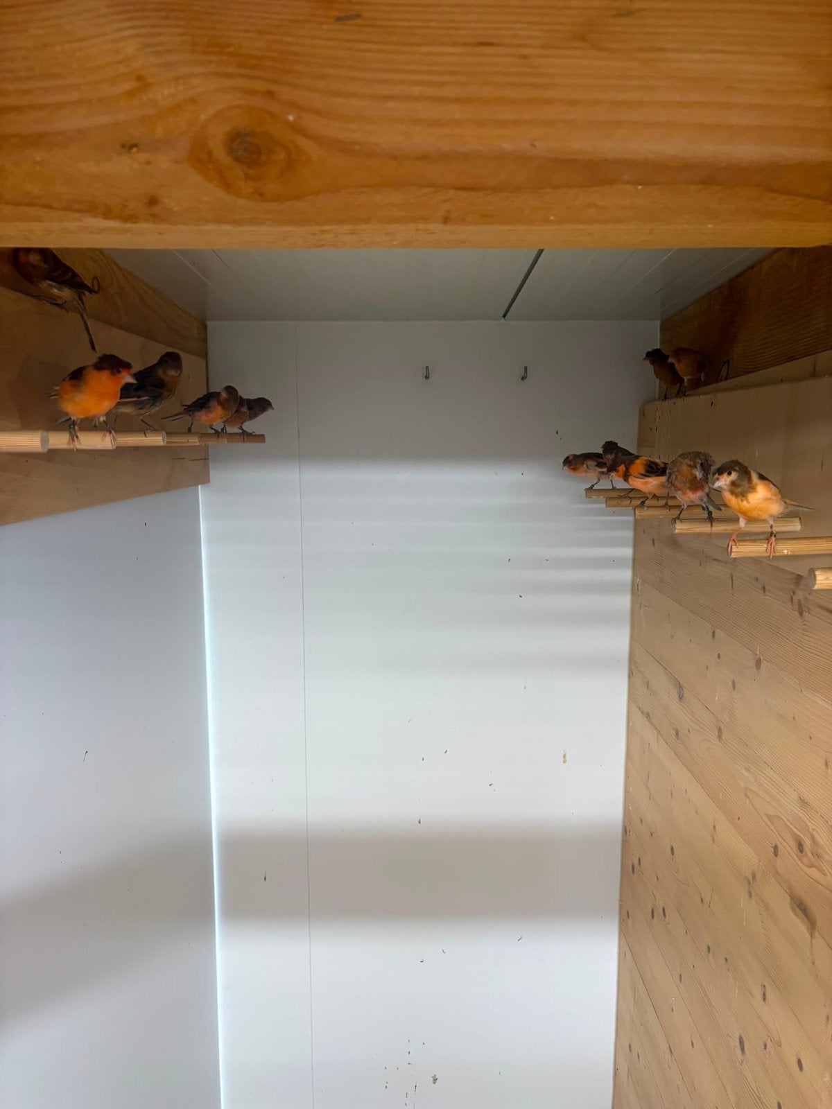 Mooie harlekijntjes te koop, Dieren en Toebehoren, Geslacht onbekend, Geringd