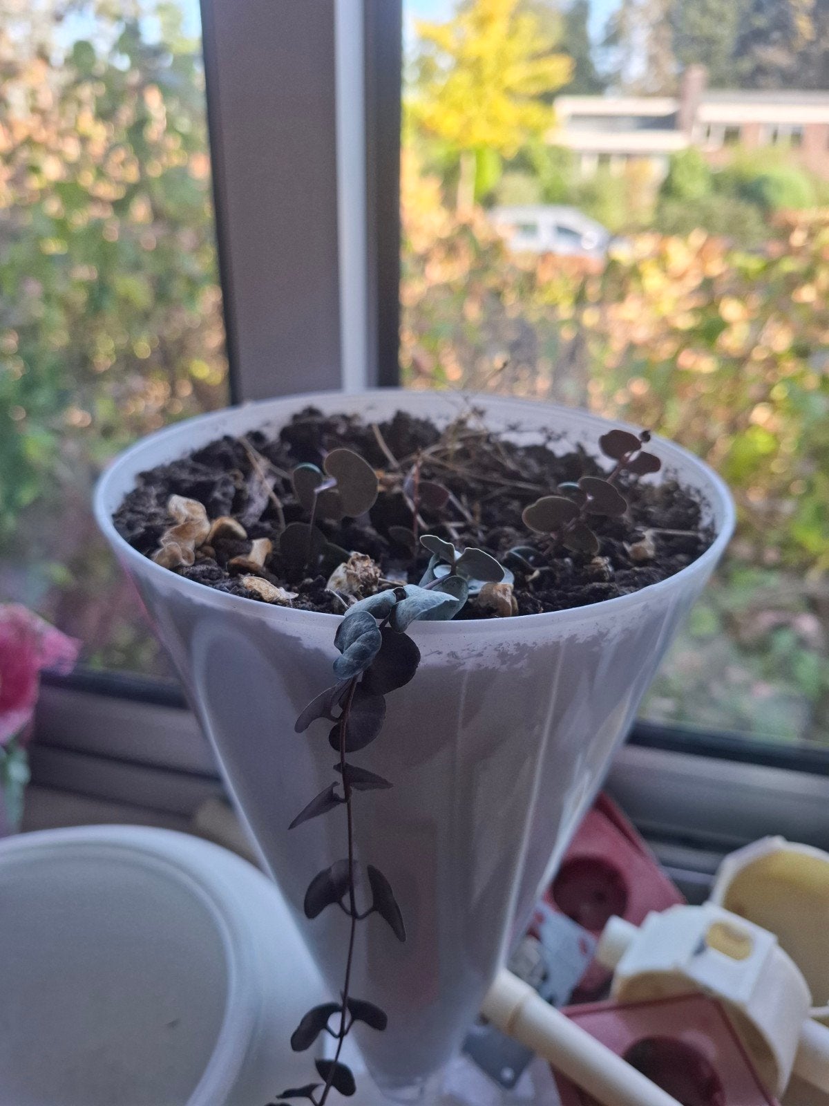 Hangplant in geblazen glazen pot, Ophalen of Verzenden