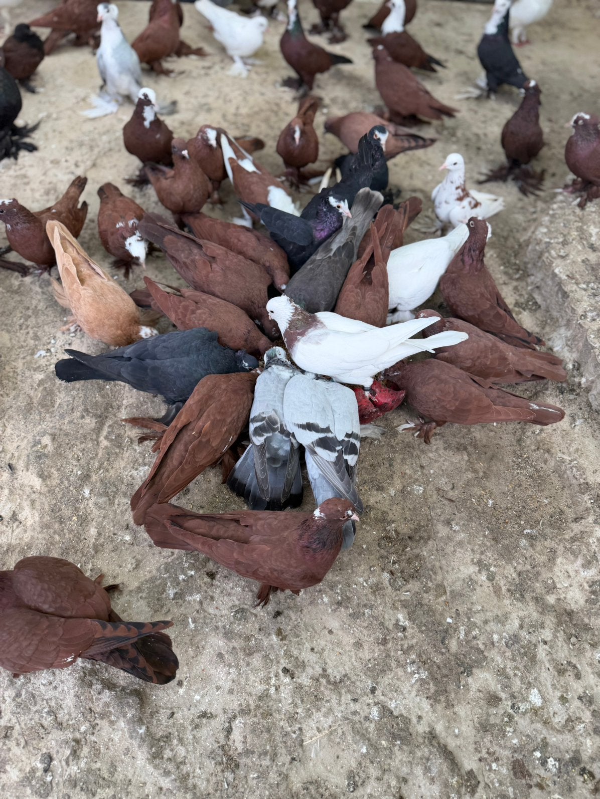 Mooi duven, Dieren en Toebehoren, Mannelijk