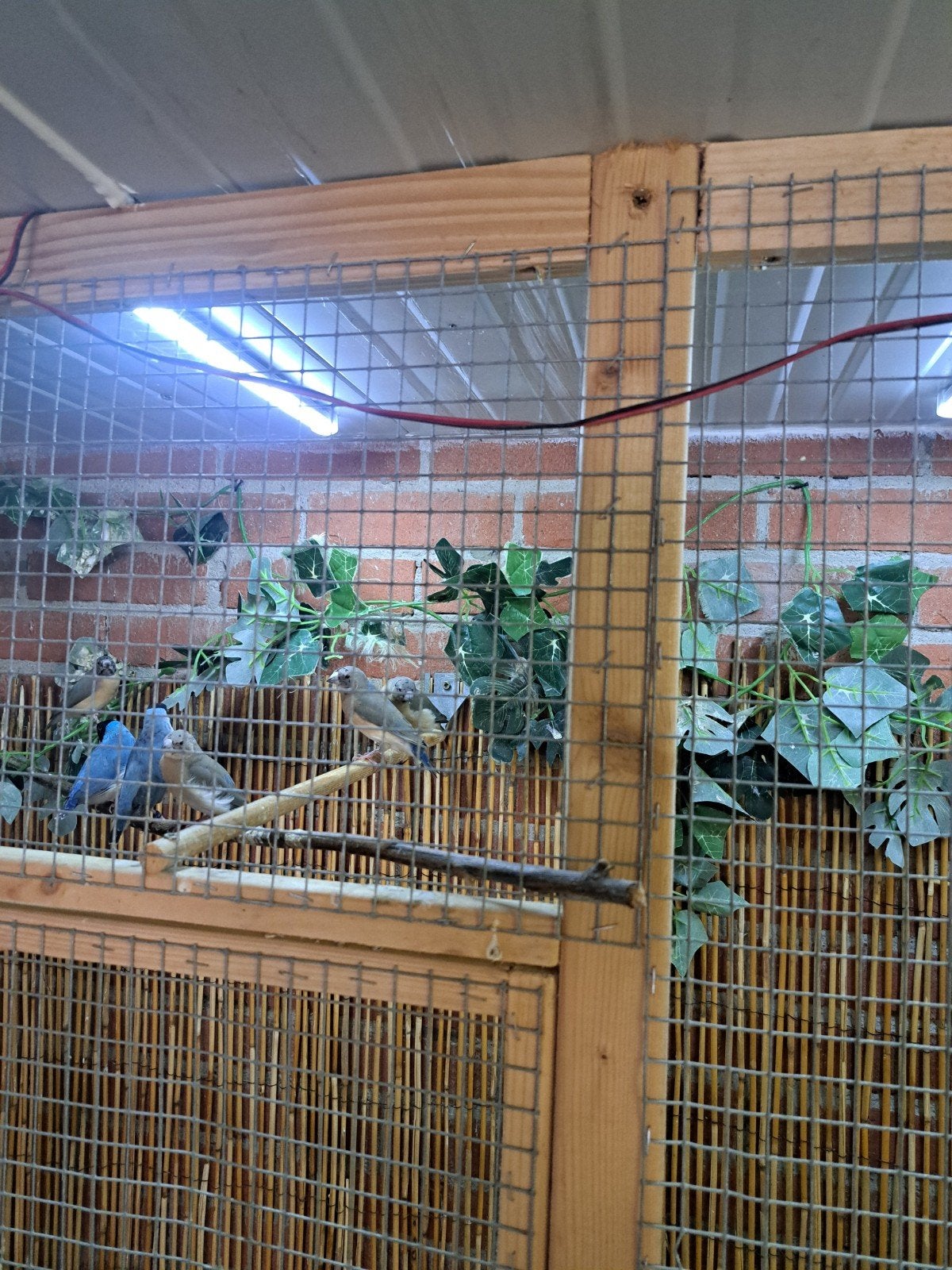 blauwe gouldamadines, Meerdere dieren, Geringd