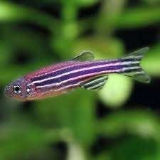Zebra Danio - Brachydanio rerio - Koidreams Valburg, Vis, Zoetwatervis