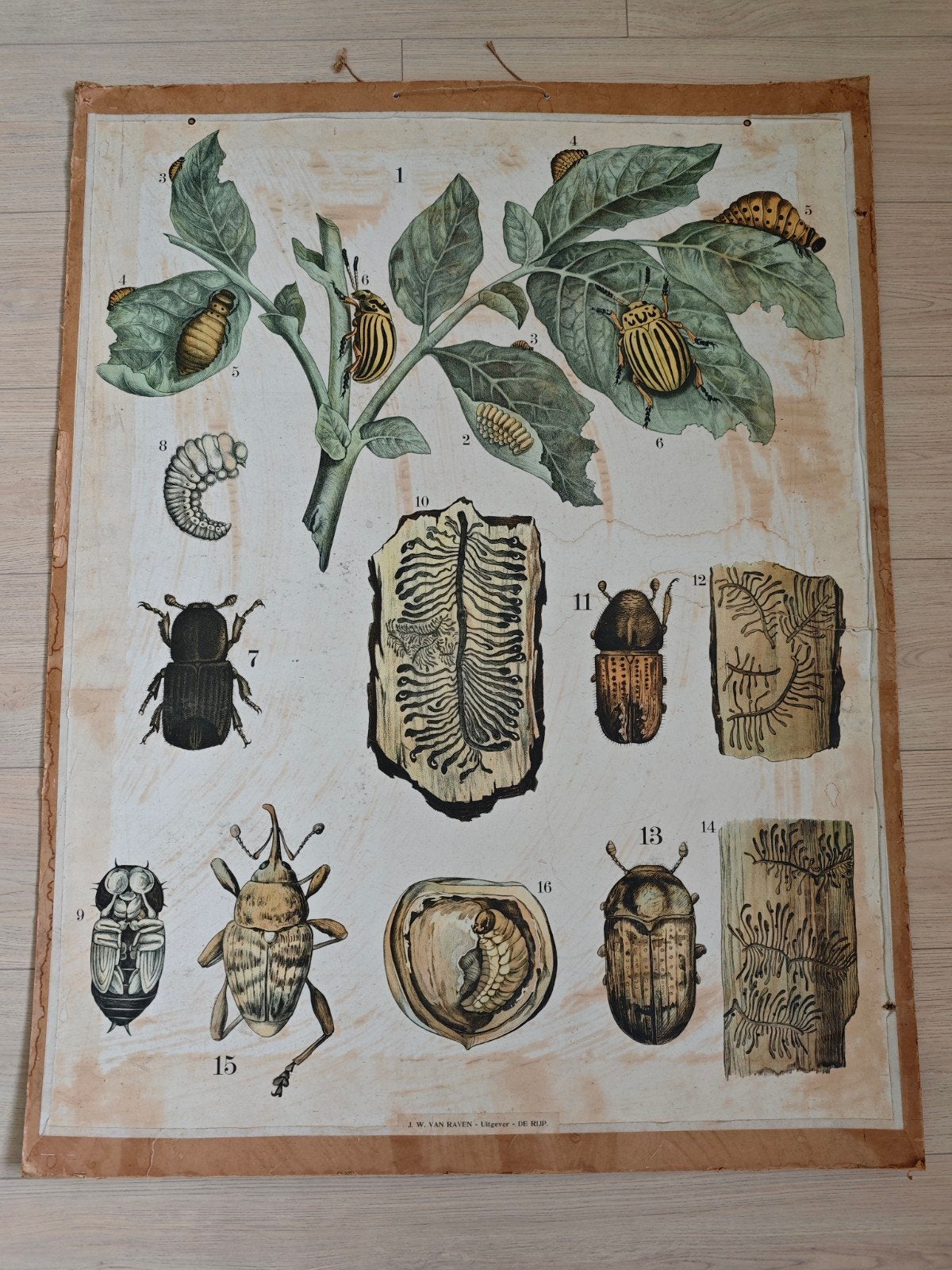 Schoolplaat schadelijke insecten aardappel / Colorado kever, Ophalen, Natuur en Biologie
