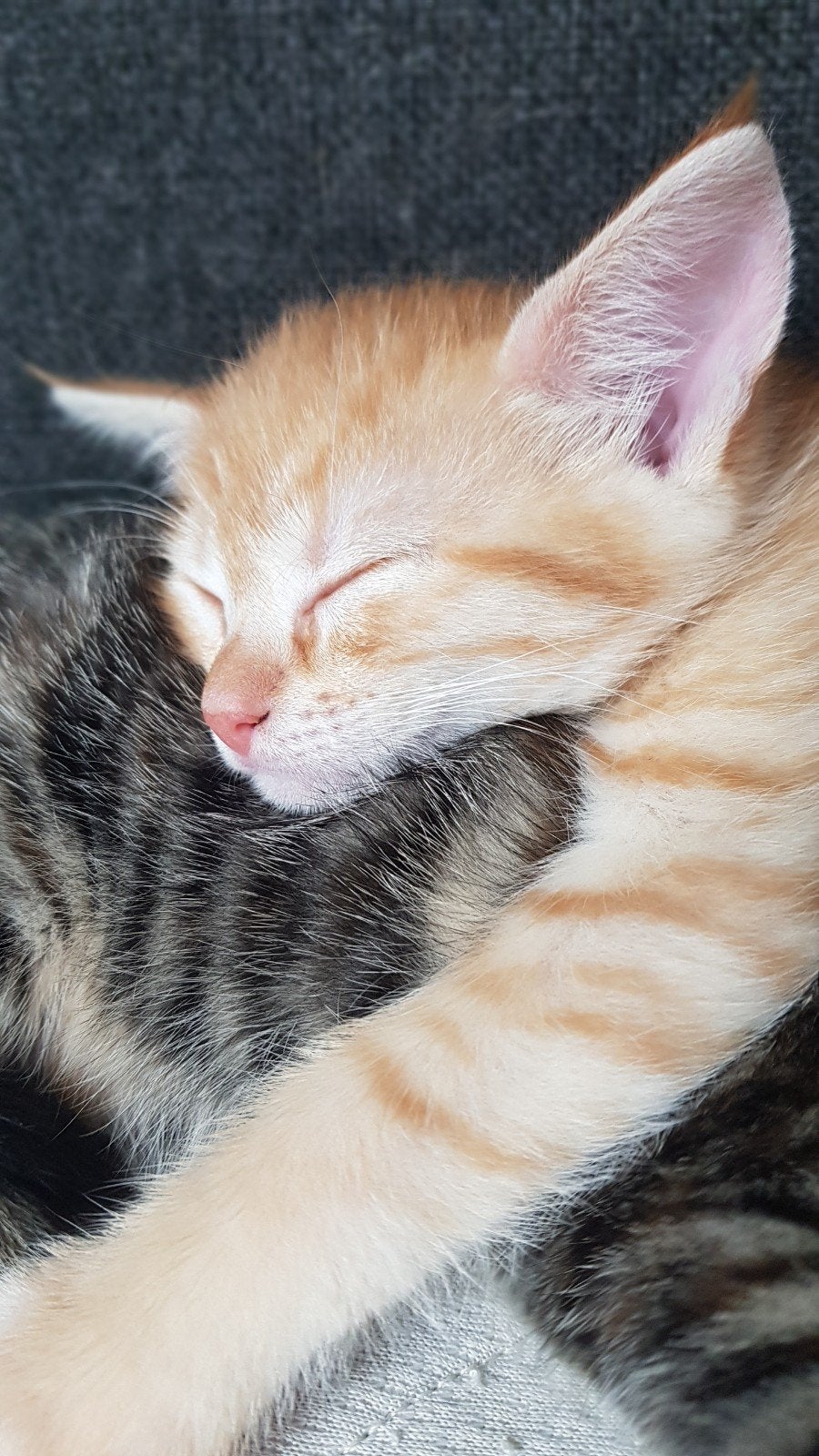 Kitten rode poes, Dieren en Toebehoren, Poes, 0 tot 2 jaar