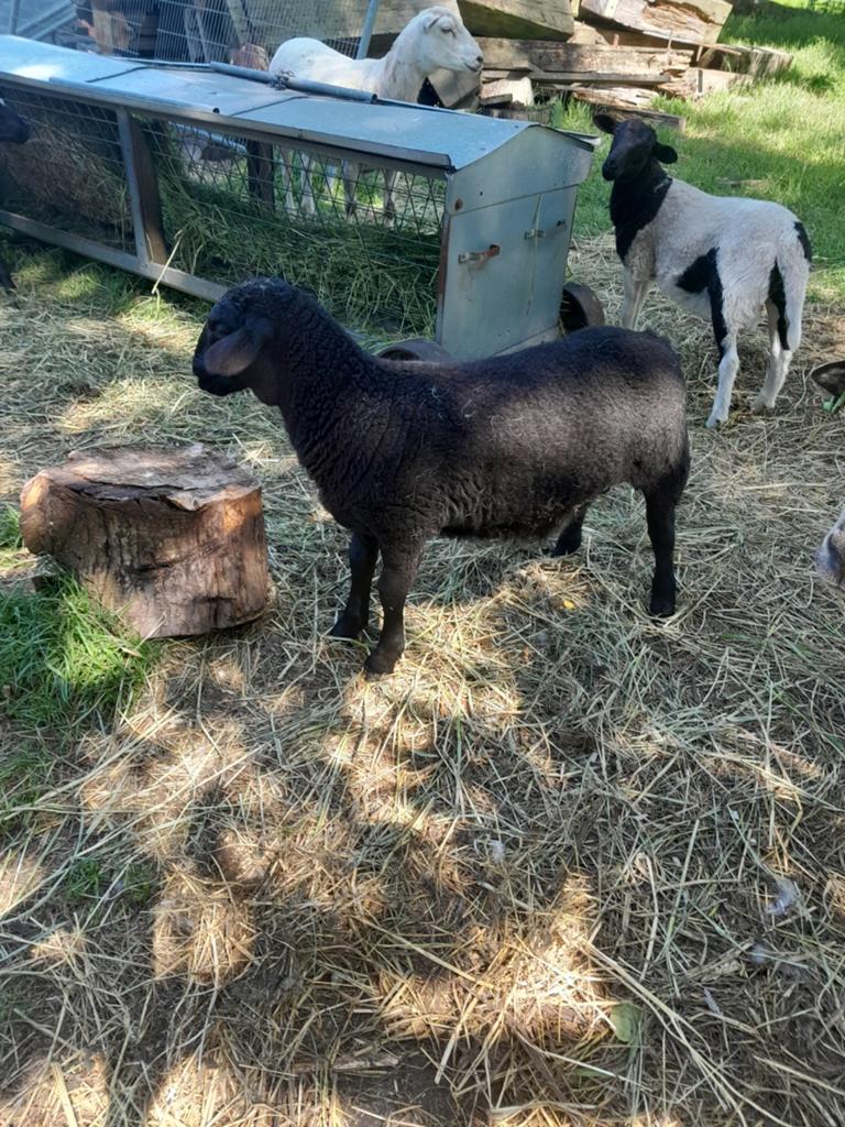 Haar schapen reuende schaap, Dieren en Toebehoren, Mannelijk, Schaap