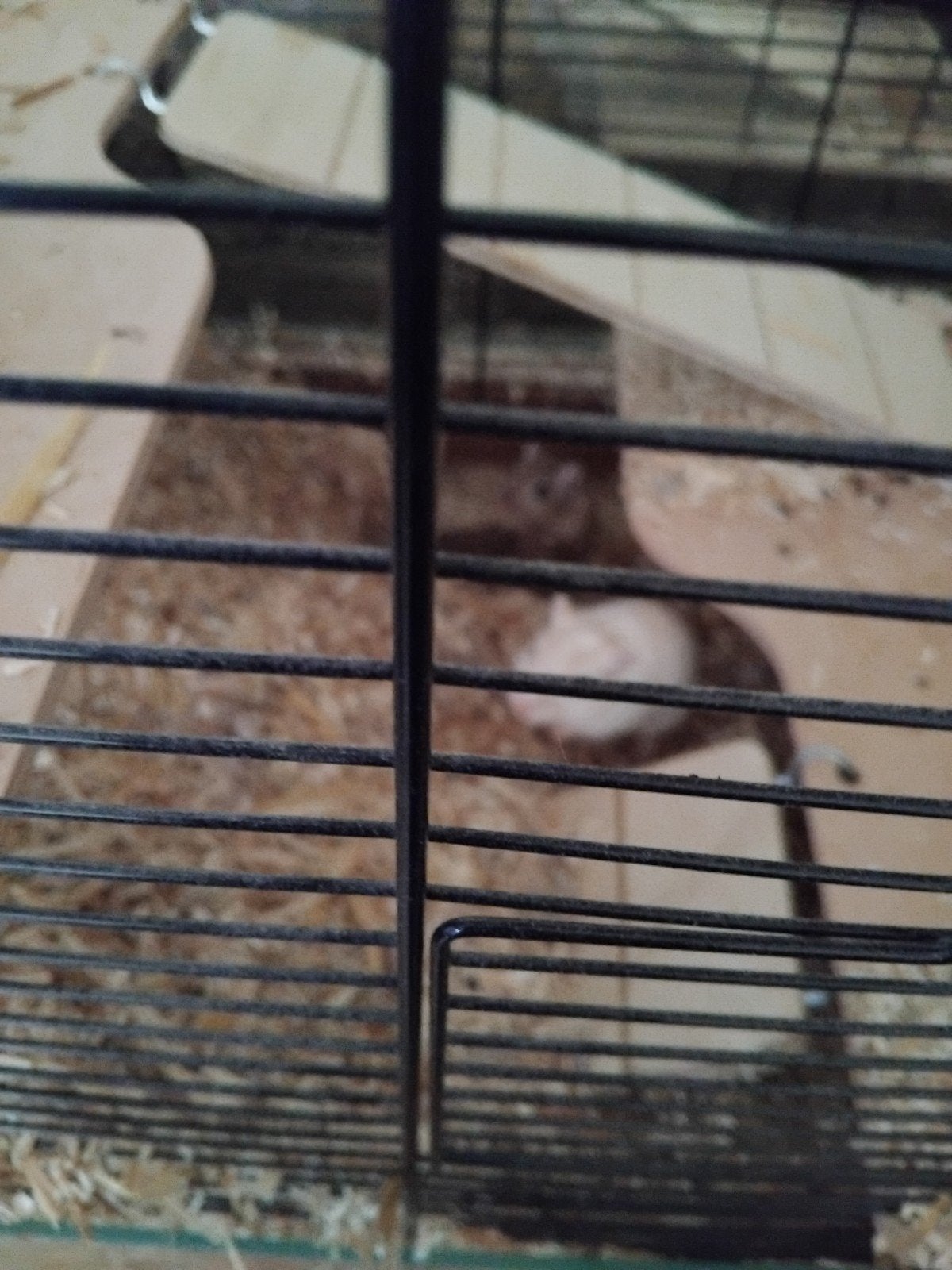 Gerbils, Dieren en Toebehoren, Knaagdieren en Konijnen | Hokken en Kooien, Ophalen of Verzenden, 110 cm of meer, Hok, Minder dan 60 cm