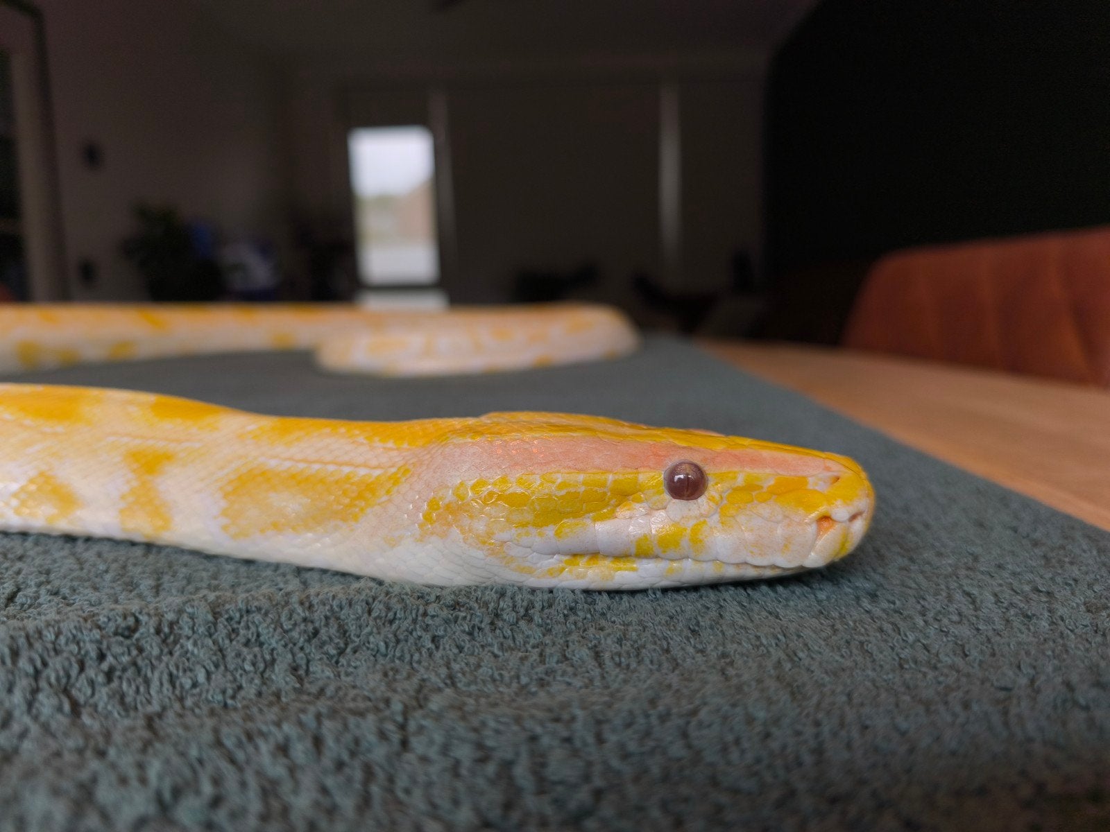 0.0.1 Tijgerpython albino