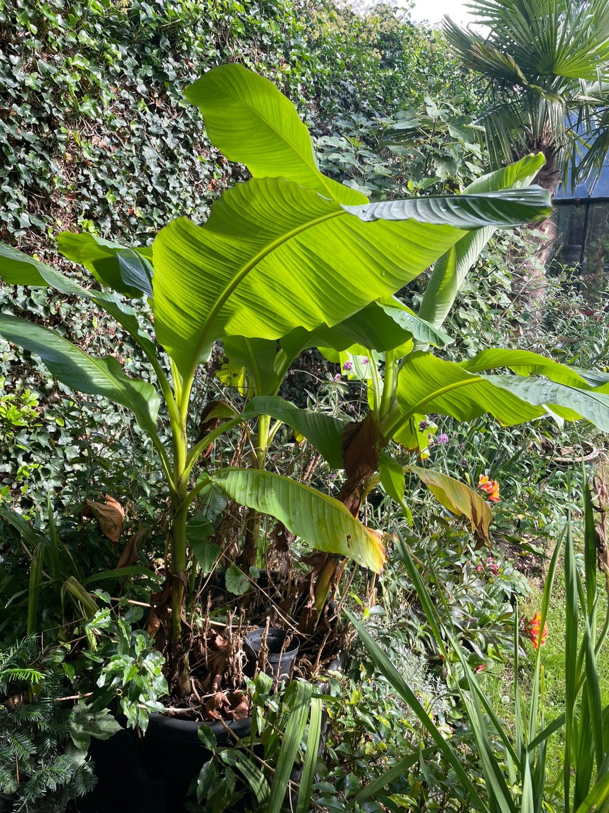 Musa Basjo, banaan, Ophalen, Volle zon