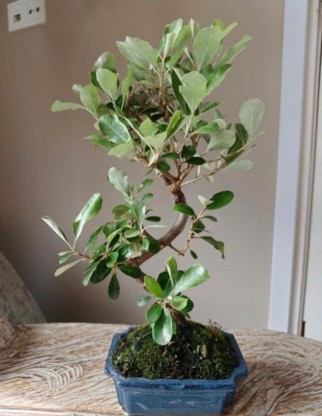 Elaeagnus Pungens 'olijfwilg' bonsai, Tuin en Terras, Ophalen of Verzenden, Overige soorten, Halfschaduw