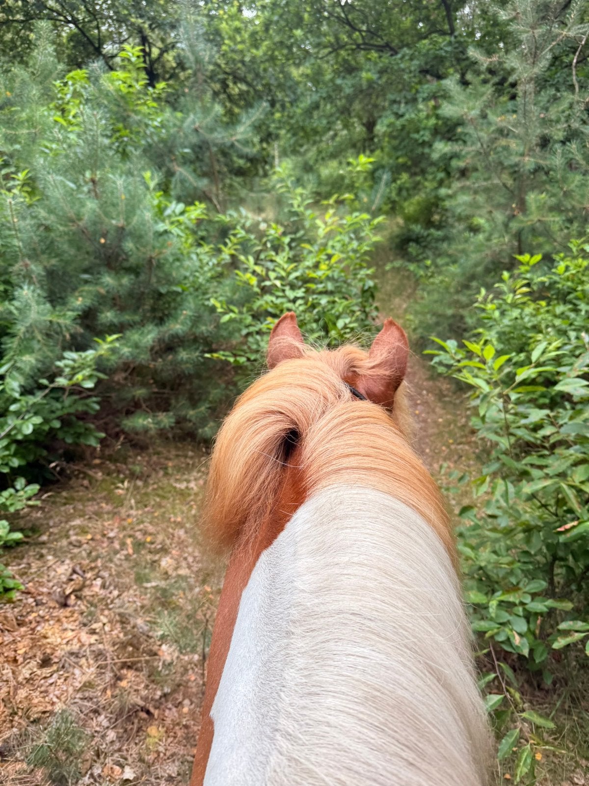 Lief verzorgpaard direct aan de Herperduinen, Ophalen of Verzenden