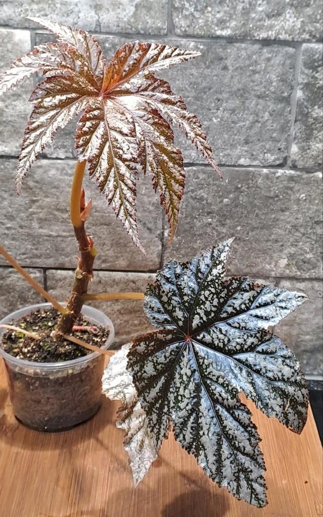 Begonia Griffin, Ophalen of Verzenden, Halfschaduw, Minder dan 100 cm