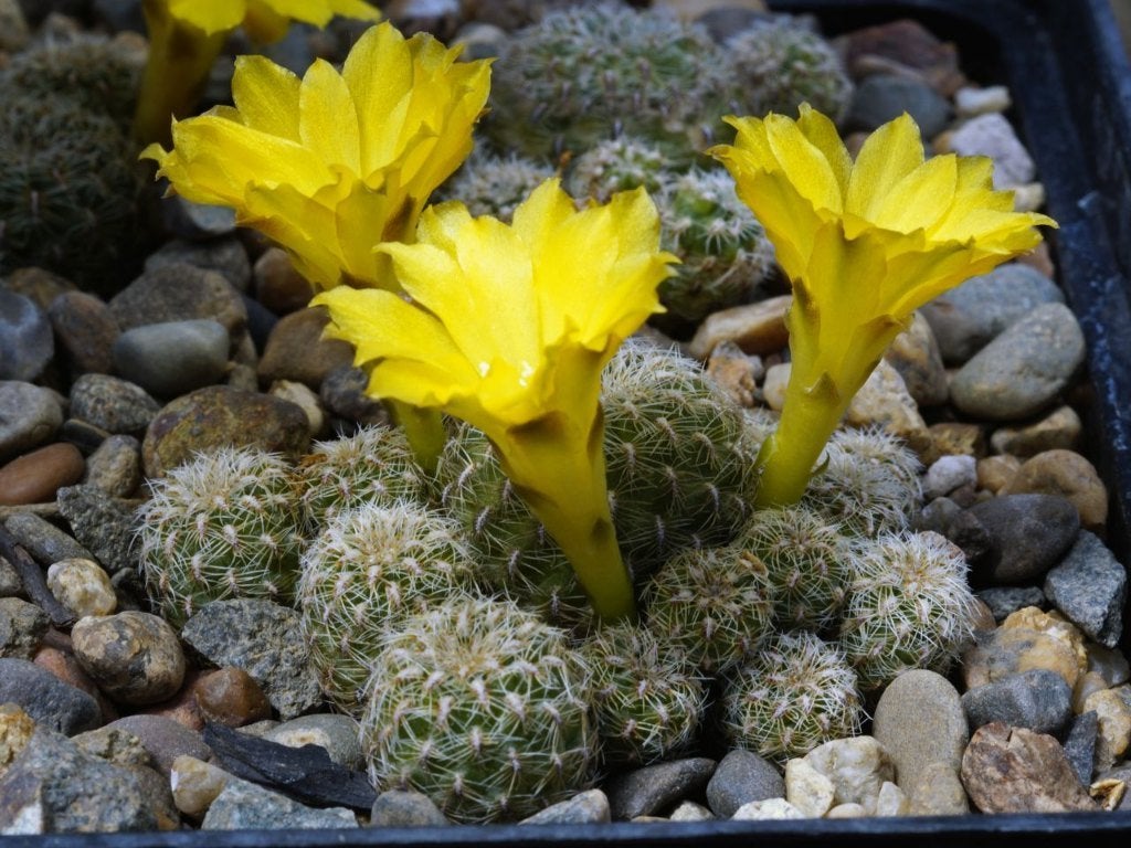 cactus - Sulcorebutia elizabethae, Ophalen of Verzenden, Cactus, Volle zon, Minder dan 100 cm