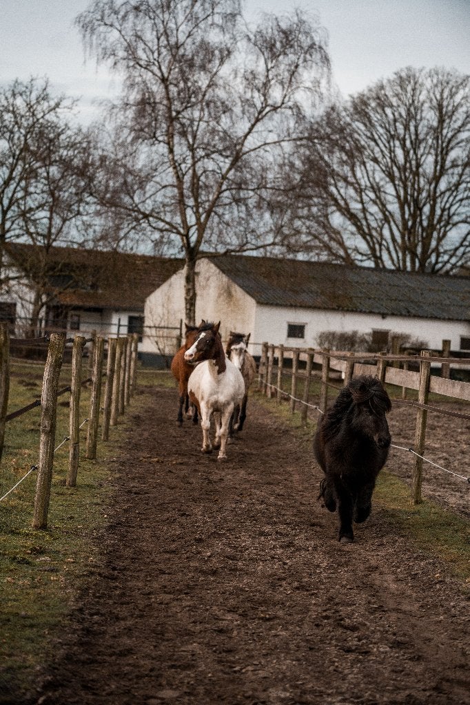 Pensionstalling / stalling paard aangeboden, Dieren en Toebehoren, Stalling en Weidegang, Weidegang, 2 of 3 paarden of pony's