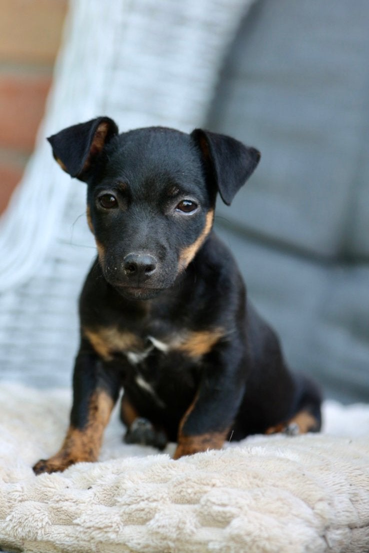 Laatste prachtige Jack Russell pup te koop, Jack Russell Terriër, Reu, 8 tot 15 weken, Parvo