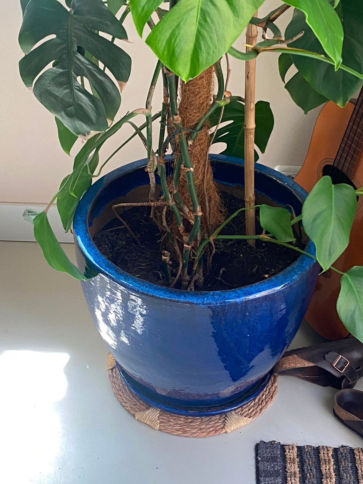 Gezonde Monstera plus pot, Ophalen, Halfschaduw, Minder dan 100 cm