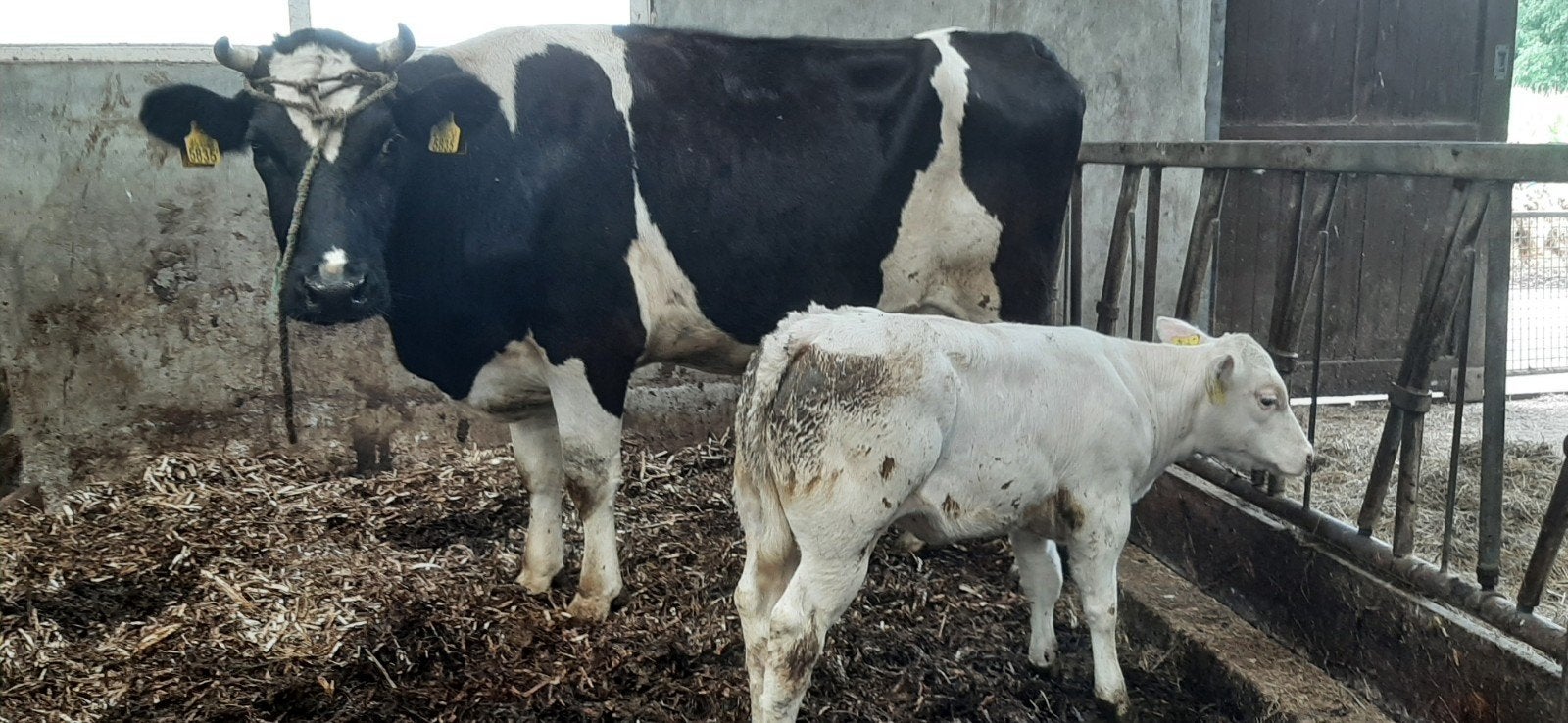 Beste FH vaars met superluxe dikbil blauw koekalf!, Dieren en Toebehoren, Runderen, Vrouwelijk, 0 tot 2 jaar