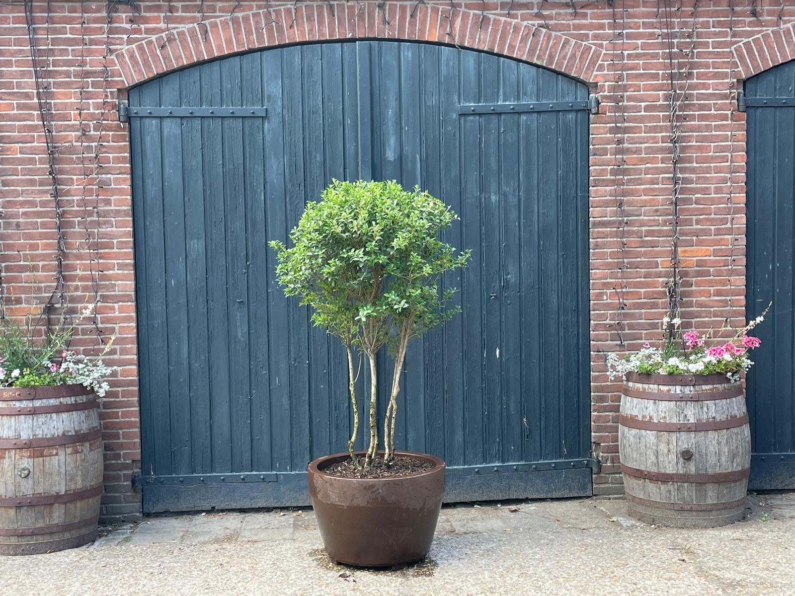 Osmanthus burkwoodii (inclusief pot), Tuin en Terras, Ophalen, 1 tot 2 meter, Minder dan 3 meter, Zo goed als nieuw