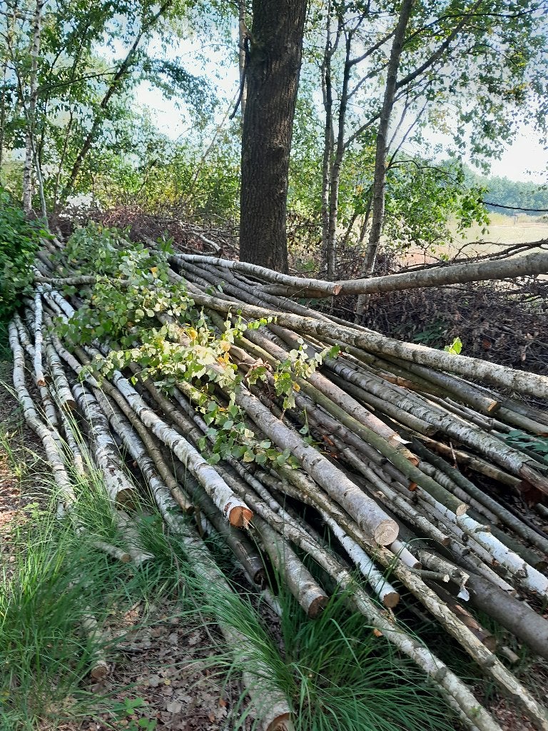 tk partij berkenstammen  voor bewerking of stoken, 6 m³ of meer, Ophalen