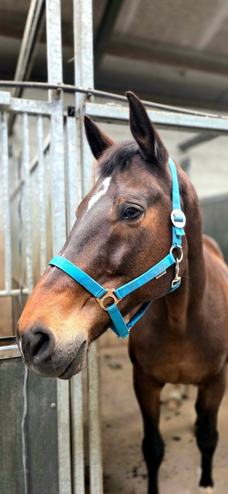 Lieve en betrouwbare KWPN ruin zoekt 5* huisje, Ruin, 170 tot 175 cm, 11 jaar of ouder, Recreatiepaard