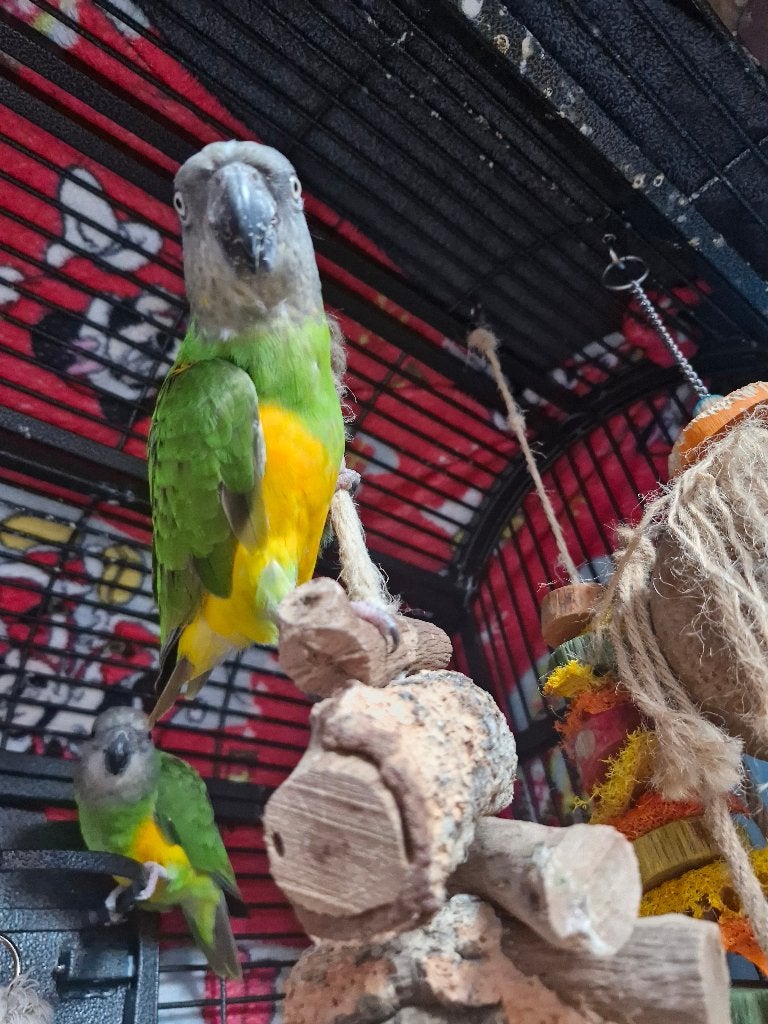 Senegal papagaaien, Meerdere dieren, Papegaai, Geringd