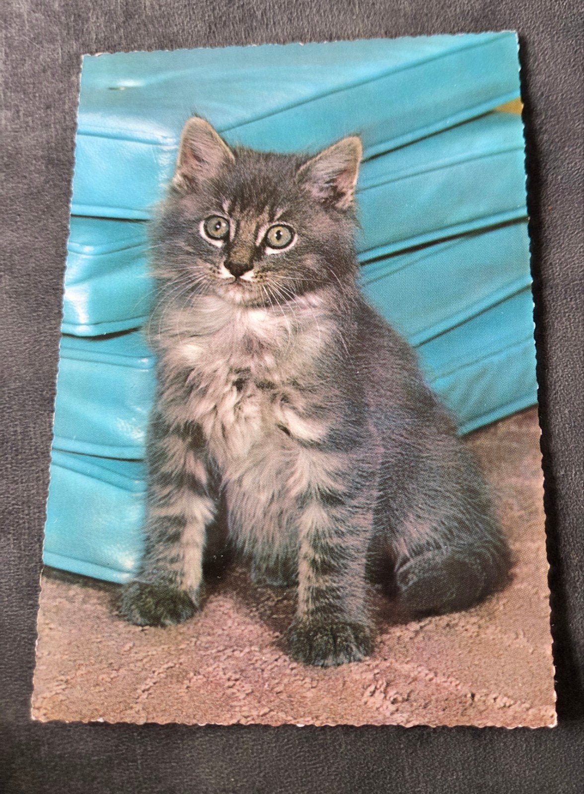 Schattige Kat /Dierenasiel Haarlem, Verzenden, Ongelopen, Hond of Kat