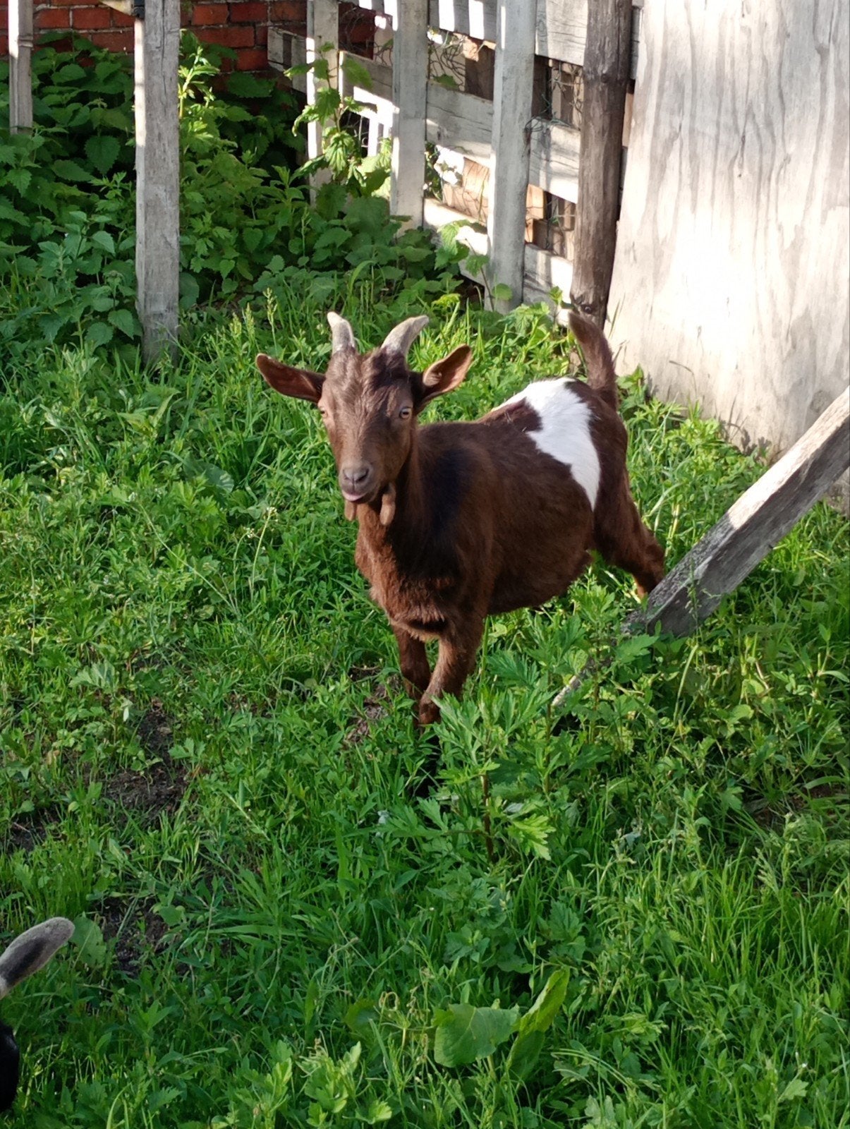 2 prachtige bokjes, Dieren en Toebehoren, Mannelijk, Geit