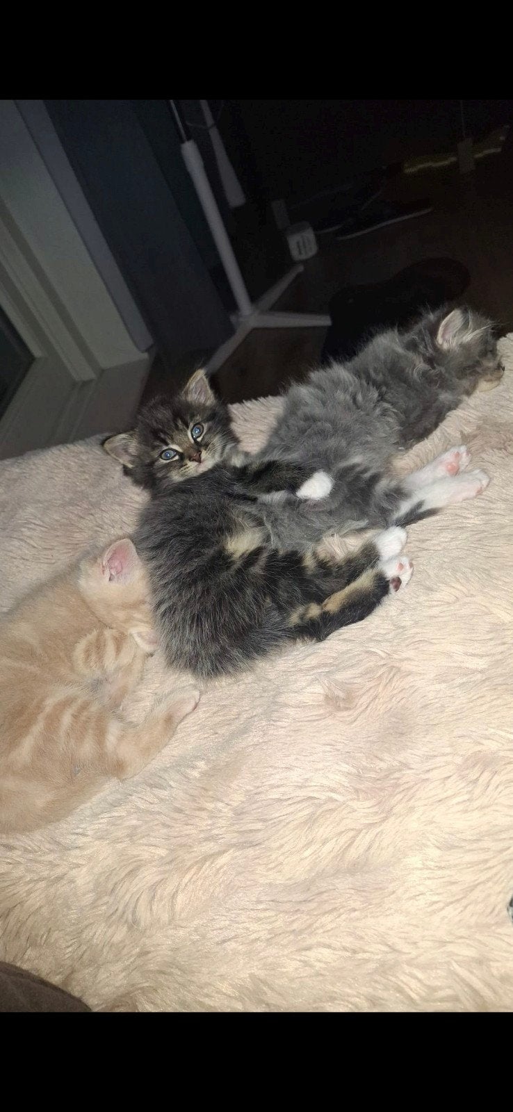 Kittens, Meerdere dieren