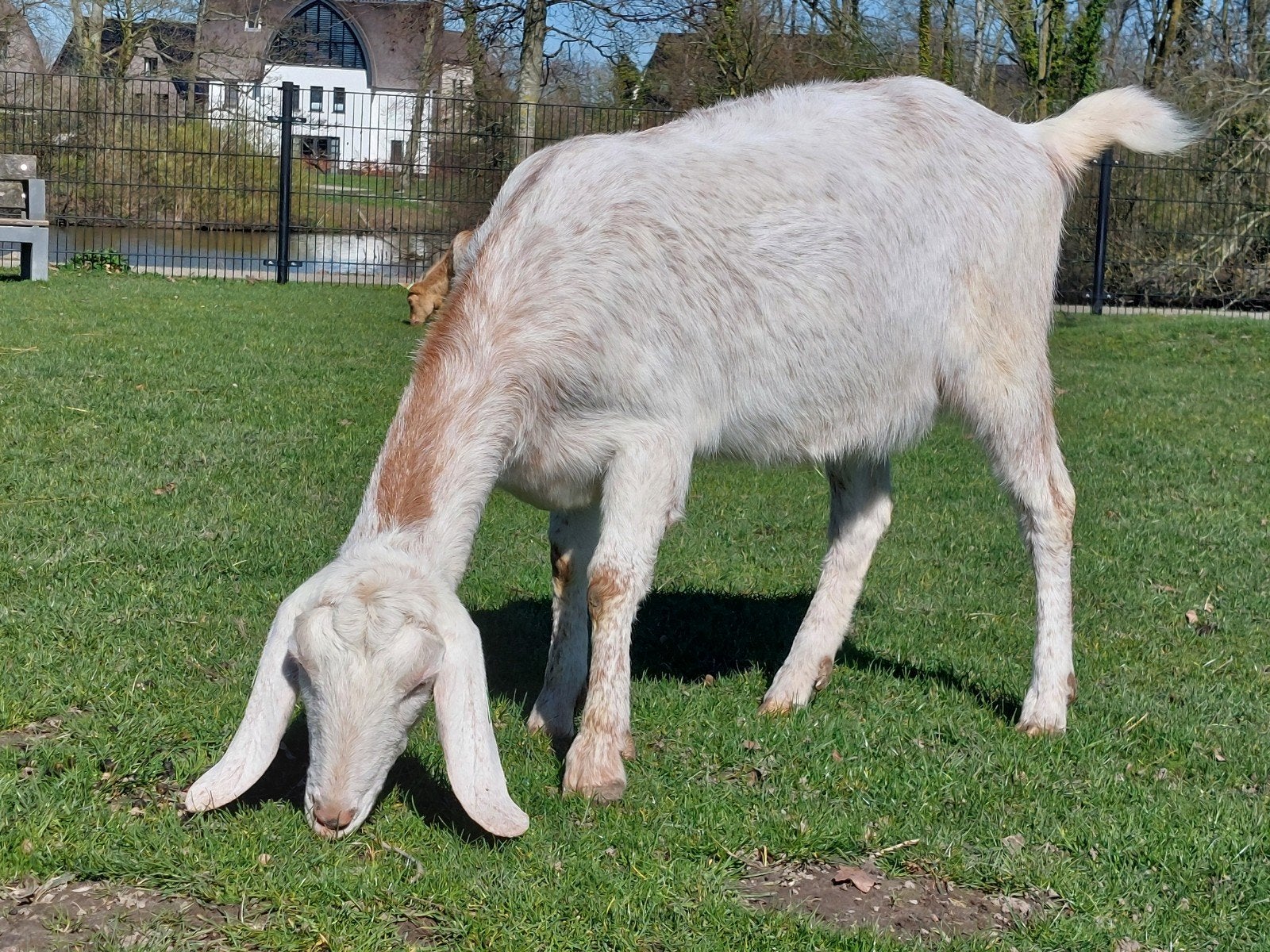 Lieve Nubische geit, Dieren en Toebehoren, Schapen, Geiten en Varkens, Vrouwelijk, Geit, 3 tot 5 jaar