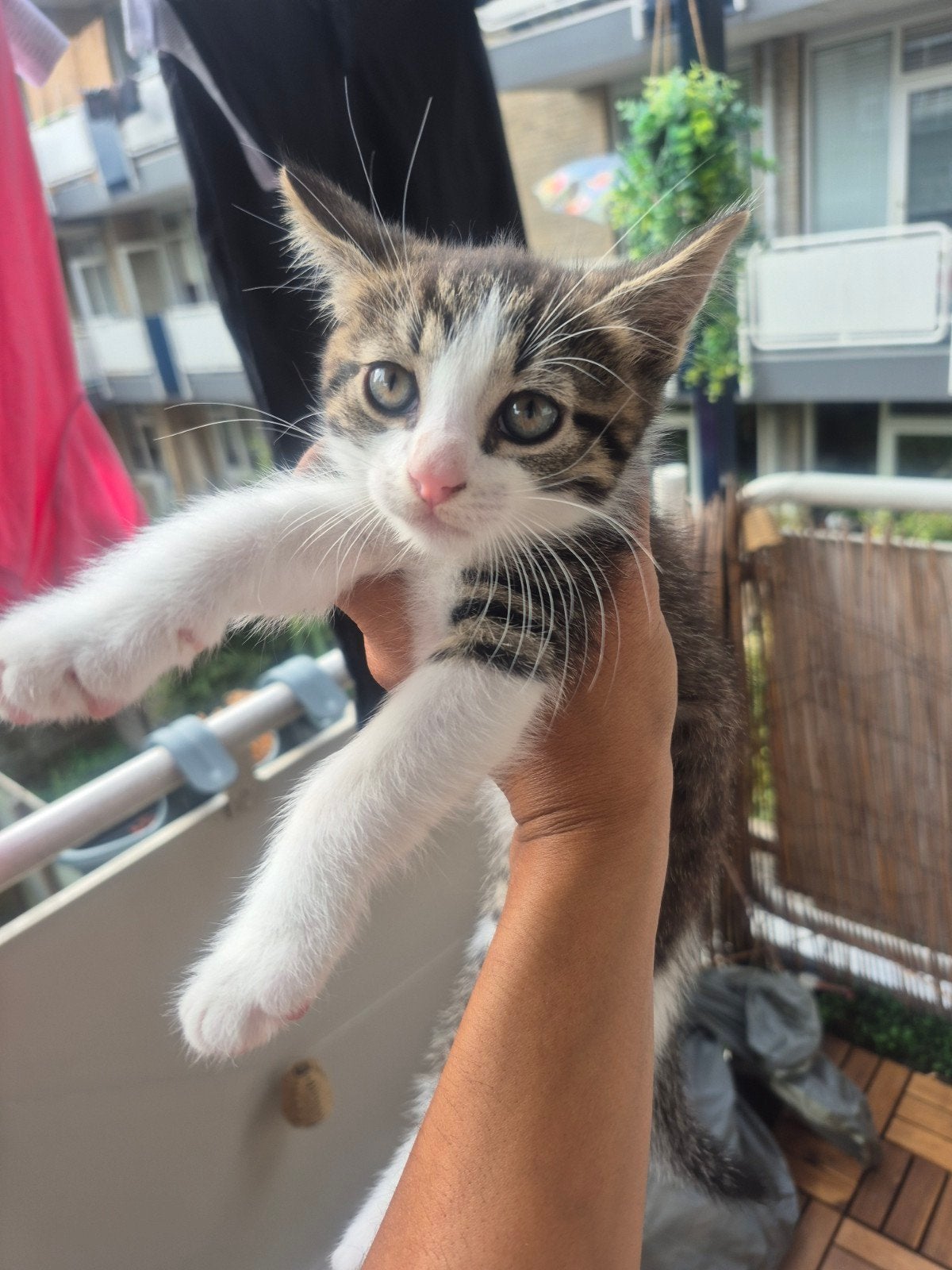 speelse kitten zoeken een gouden mandje geboren op 17-06-2, Dieren en Toebehoren, Meerdere dieren, Kortharig, 0 tot 2 jaar