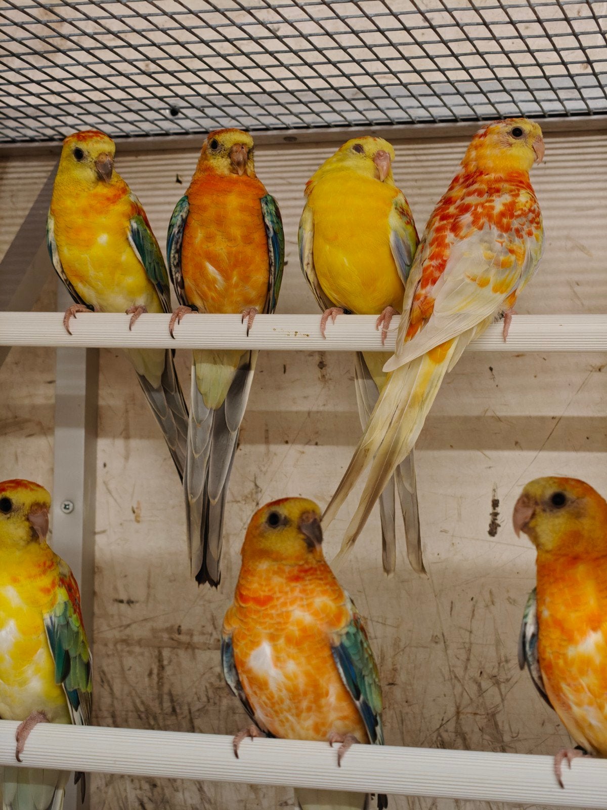 Roodrugparkieten / roodruggen, Dieren en Toebehoren, Vogels | Parkieten en Papegaaien, Meerdere dieren, Parkiet, Geringd