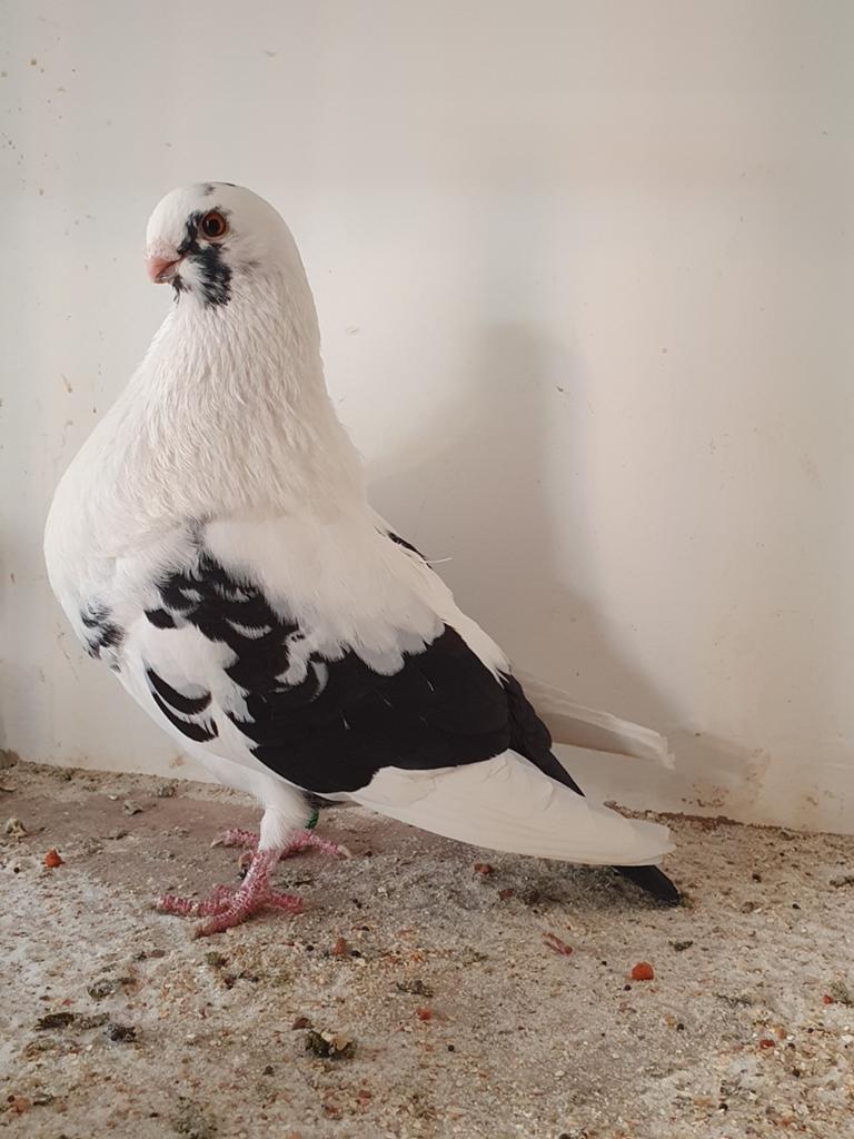 Canaria doffer te koop, Dieren en Toebehoren, Vogels | Duiven, Mannelijk