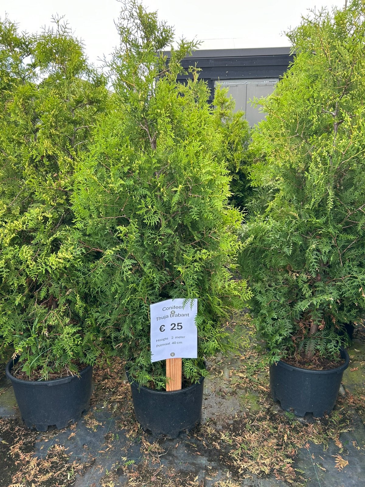 Conferen in pot, Ophalen, Conifeer, 100 tot 250 cm