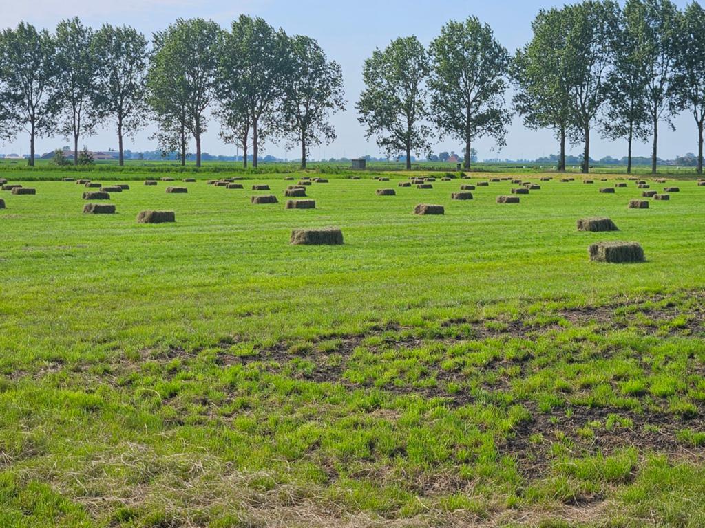 Kleine baaltjes hooi pakjes hooi, Ophalen of Verzenden, Vee
