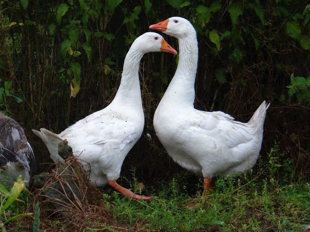 Boerenganzen | Passend advies, Dieren en Toebehoren, Pluimvee, Meerdere dieren, Gans of Zwaan